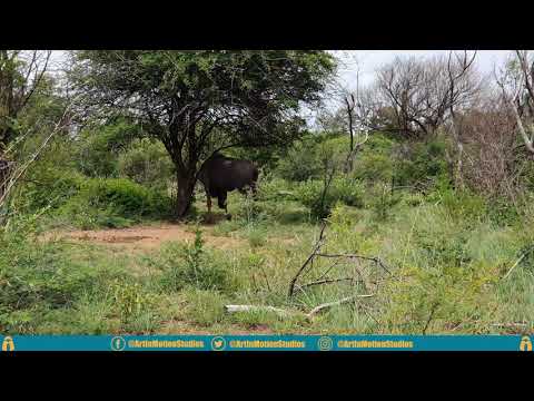 Free Stock Footage: South African wildebeest in the shade of a tree.