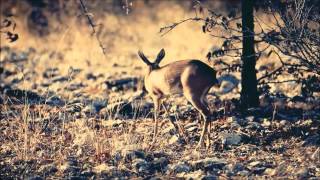 Madrugada - What's On Your Mind