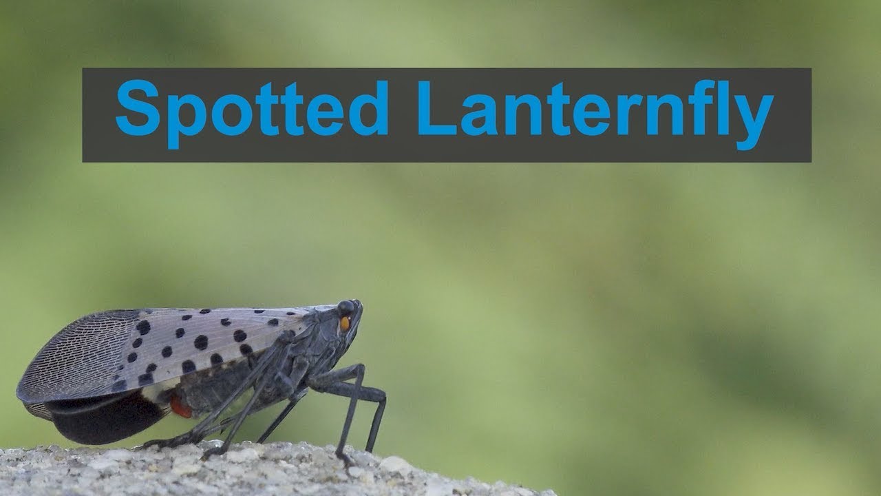 Spotted Lanternfly Video Thumbnail