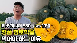 ★구독자 이벤트★ 밤호박 씨앗 하나에 550원이라고?! 8천평 미니밤호박 수익은?