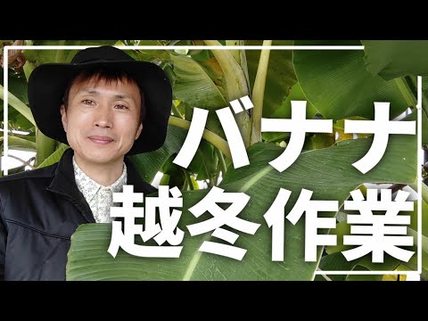凍ったバナナの木 どうすればよいか ヒント 冬の霜 冷たい植物