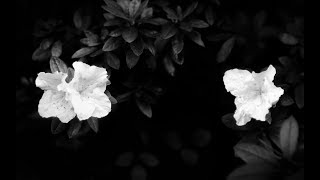 Celestial Season  Soft Embalmer of the Still Midnight