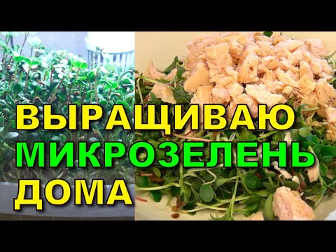 фото проращиватель зелени rawmid dream sprouter 0