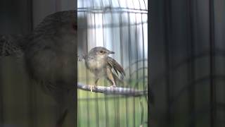 Download lagu Suara ciblek gunung asli alam mp3