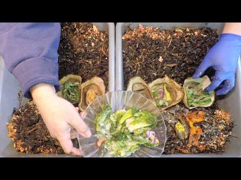 168-day ENC worm bins get "burrito wrapped" 13th feeding following a 2 week interval - vermicompost