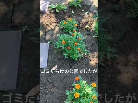 フランベ (イフィクリデス ポダリリウス)