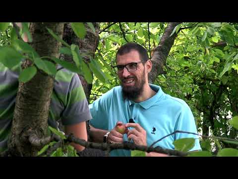 Bliži se čas i Mjesec se raspolutio - Poučno kazivanje o čudnom događaju