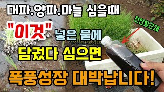 대파.양파.마늘 심을때 "이것" 넣은물에 담궜다 심으면 폭풍성장 잘 자랍니다 대파모종 잘라심는법