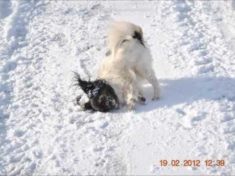 Alf-Henning Dahle - Engler i sneen.wmv