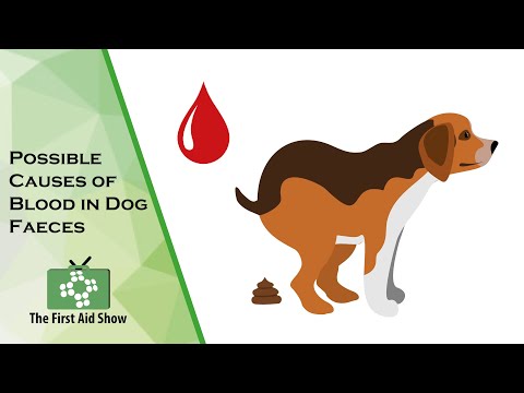 Understanding Blood in Your Dog's Stool: Common Causes and Concerns
