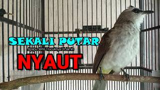 Download lagu PANCINGAN TRUCUKAN GACOR ROPEL PANJANG | MASTERAN TRUCUKAN BAHAN SUPAYA CEPAT NYAUT BUNYI GACOR mp3 Download lagu PANCINGAN TRUCUKAN GACOR ROPEL PANJANG | MASTERAN TRUCUKAN BAHAN SUPAYA CEPAT NYAUT BUNYI GACOR mp3