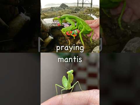 Learn Bug Insect Names for Kids at the Rock Pool: Snail Earthworm Butterfly Ant Praying Mantis