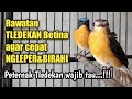 The Most Effective Way To Increase The Libido Of Female TLEDEKAN For Breeding