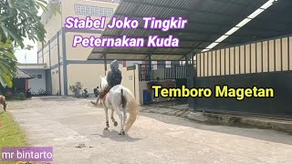 Download lagu Stable Joko Tingkir,Al Fatah Temboro Magetan. mp3 Download lagu Stable Joko Tingkir,Al Fatah Temboro Magetan. mp3