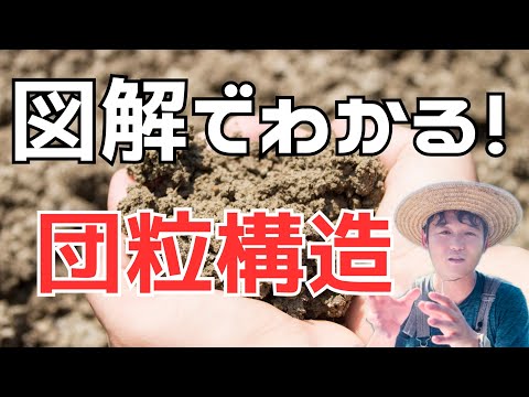 ユッカヤシ: 適切な土壌のヒント 植物