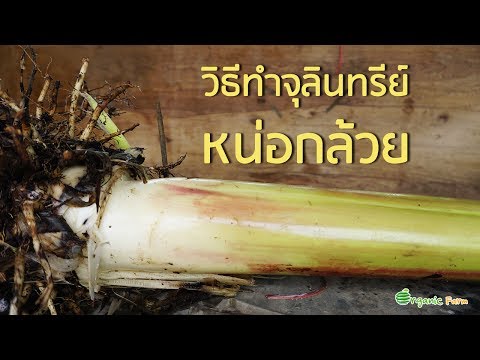 กลากของมือ โรคสะเก็ดเงินเรซินครีม