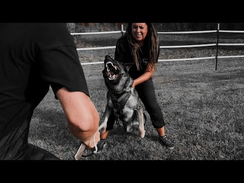 Olympia z Arthemilly - protection 10-2023