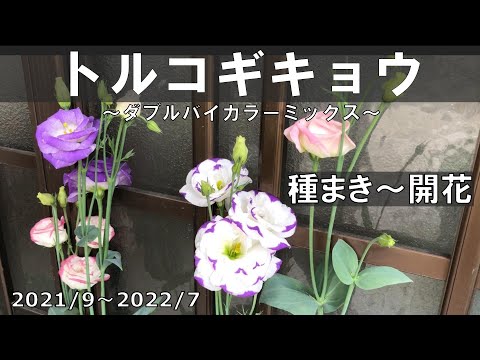 トルコポピー 植物