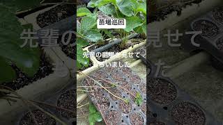 支部の苗場巡回に参加 #農業 #農協 #いちご