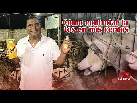 , title : '¿Cómo prevenir y controlar la tos en los cerdos? | Granja San Lucas'
