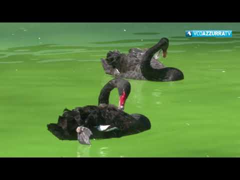 Il 23 marzo riapre il Parco di Villa Pallavicino a Stresa