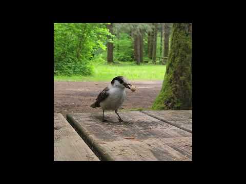 Perisoreus canadensis the Gray Jay