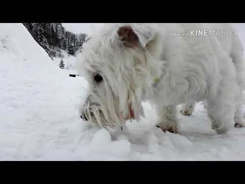 Schliersee 2019.01.11 Bayern