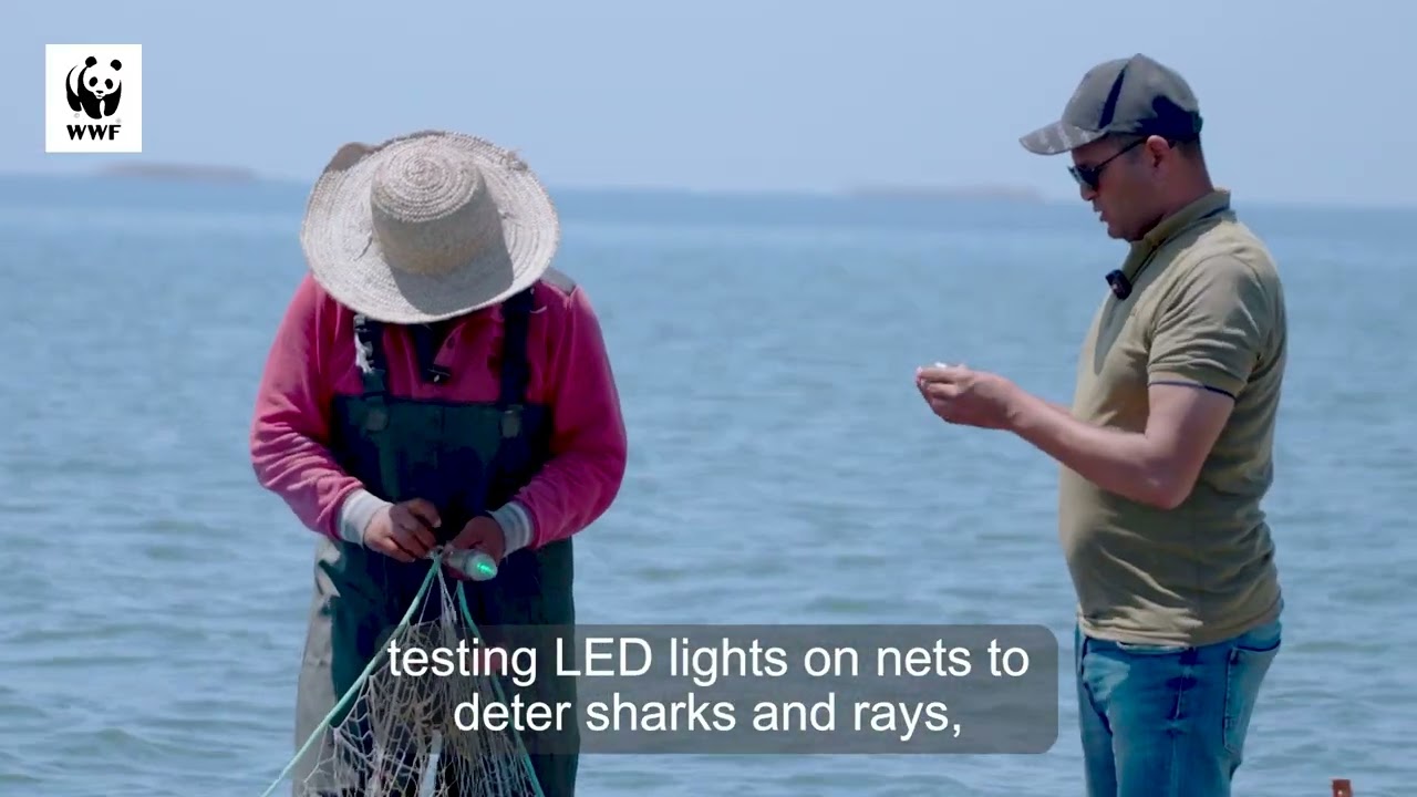 Protecting sharks and rays in Tunisia (EN Short C 31 Oct 2025)