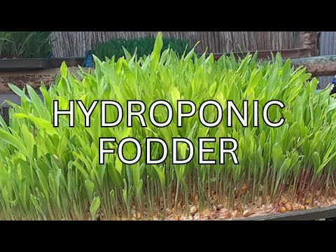 , title : 'Beginners Guide To Hydroponic Fodder - Save on your Animal Feed'