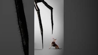 Sting 2024 | Spider Movie From Australia #motherofmovies #film