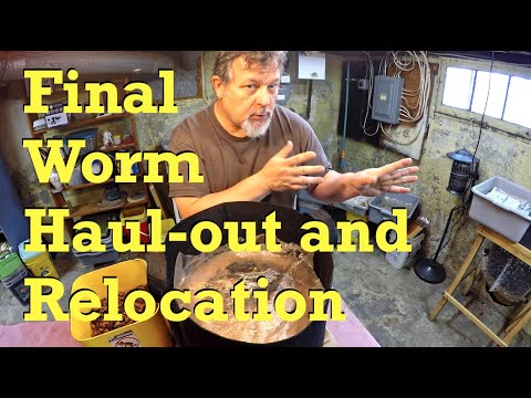 Haul-out #2 of baby worms from cocoon nursery on day 55 - vermicompost