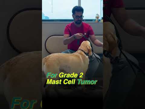 Cancer Free After 5 Months - The Cancer Vet