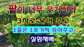 [텃밭농부 1,624]  팥이 너무 우거진다. 3차로 묶어 주고 1포기씩 솎아주고 실험재배. #팥재배