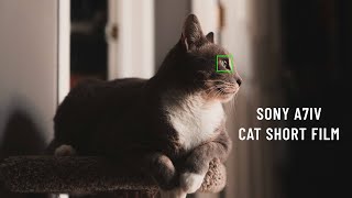 Sony a7IV Animal AF is INCREDIBLE | Cat Eye AF Short Film