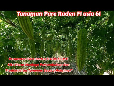kondisi Tanaman Pare Raden F1 usia 61 HST