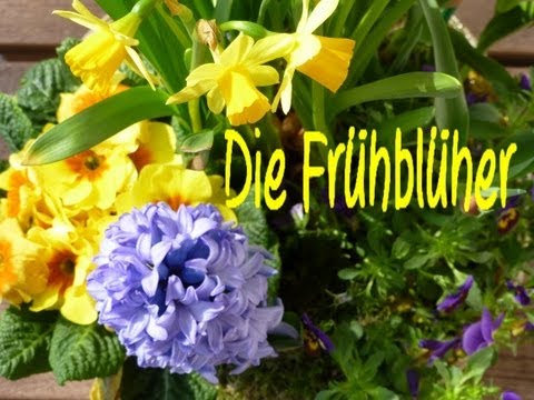 Learn German: Die Frühblüher