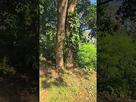 O Balneário Hidroeste fica em Águas de Chapecó (SC). 🏖🚤🌊👨‍👩‍👧‍👦🏕😲 #shorts #explore #santacatarina