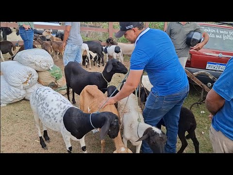 FEIRA DE ANIMAIS DE LAGOA DE PEDRAS-RN. 05.01.2026