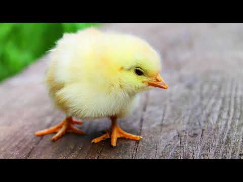 Chirping Sounds | Free Sound Effects Chicks | Baby Chicks Chirping Sounds |