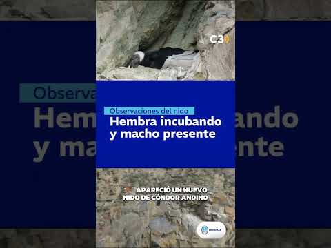 🦅 NUEVO NIDO DE CÓNDOR ANDINO EN EL PARQUE NACIONAL TUPUNGATO | Cadena 3 Argentina