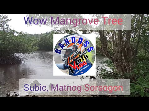 Wow daming tanim na Mangrove Tree