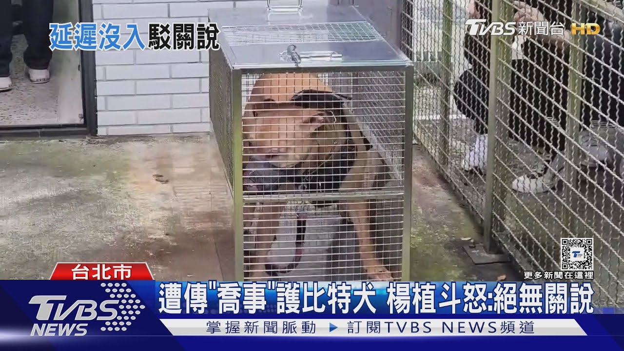 遭傳「喬事」護比特犬　楊植斗怒：絕無關說