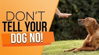 How To Discipline Your Puppy And Correct Your Adult Dog The RIGHT WAY!