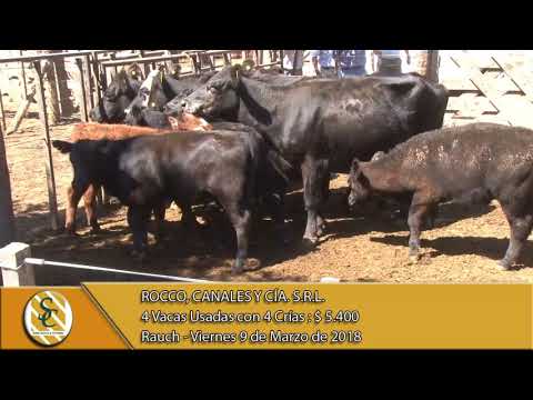 09-03-18 Venta de Vientres - Rocco, Canales y Cía. S.R.L. - Rauch