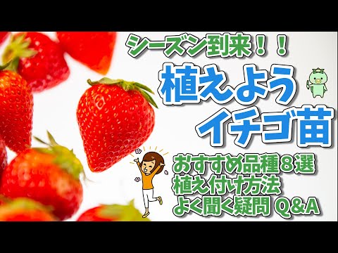 園芸 イチゴの最高品種