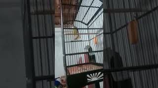 Download lagu kapas tembak gacor buka ekor#kapastembakgacor mp3