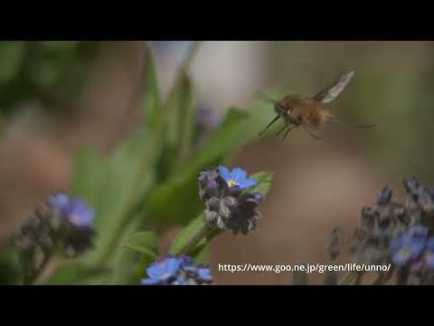 ビロードツリアブの吸蜜スローモーション動画