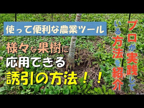 自家製ツリーライムの作り方は？菩提樹にいつメスを入れるのか？なぜ、どのように行うのか?  庭園