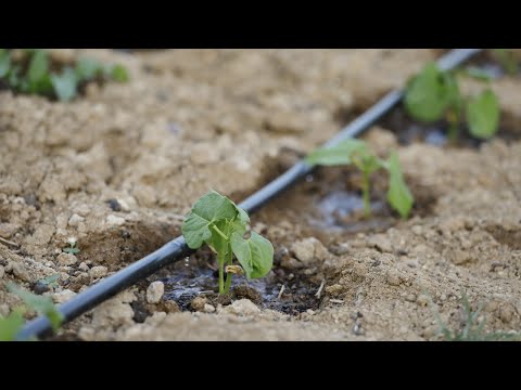 Water-conserving Irrigation Methods Environmental