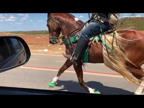 Cavalo bom de passada